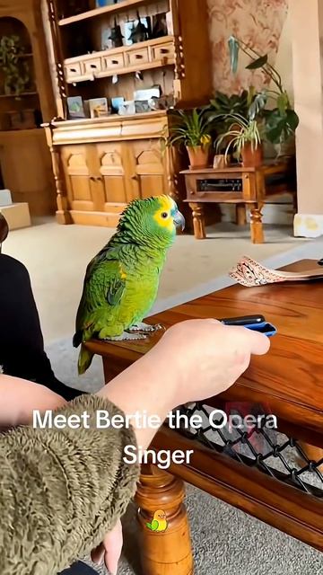 Шалтай-Болтай 🙀🫶😎