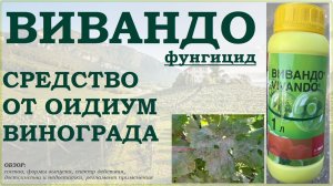 Вивандо - отличное средство от оидиума винограда. Обзор фунгицида