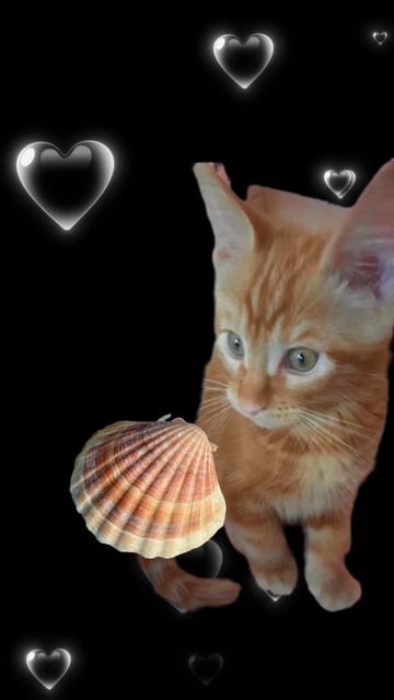 Мой котейка для Иглы 😽