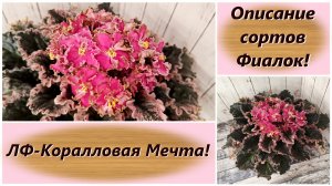 Описание сортов Фиалок! ЛФ-Коралловая Мечта!