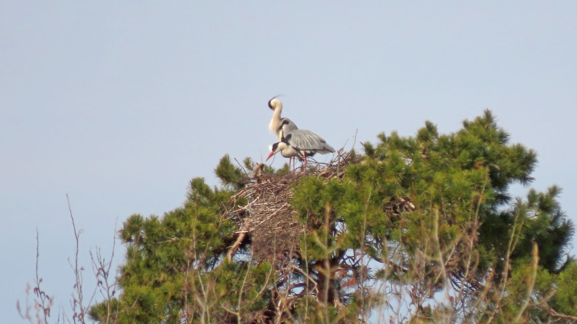 Возвращаются перелетные птицы на гнездовье..