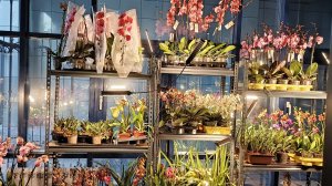 Первая поставка орхидей! Первый орхидейный