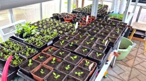 Распикировала цветочную рассаду. Что получилось?