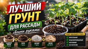 ЛУЧШИЙ ГРУНТ ДЛЯ РАССАДЫ СВОИМИ РУКАМИ
