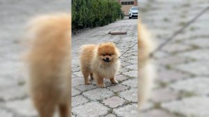 Знакомьтесь, это Даймон 🐕