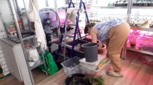 Посадка туи Н.А. Принесла срочно нужно оформить,  Моя Жизнь в Деревне.