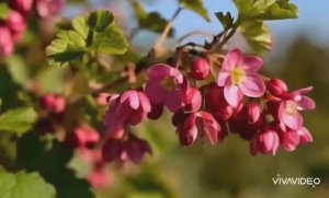 *** "ЧЁРНАЯ СМОРОДИНА" ***