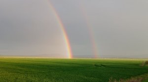 ОТКРЫЛ СЕЗОН ПО ГРИБАМ СИНЯЯ НОЖКА ЕЛЕ УБЕЖАЛИ ОТ ДОЖДЯ 01.04.2026г #грибы #синяя_ножка