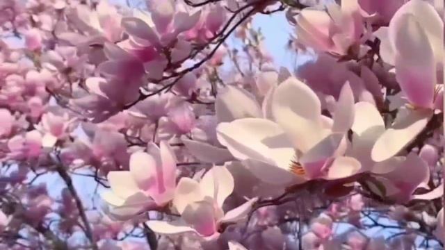 Цены на базаре 8 апреля. ТУРЦИЯ 2026.