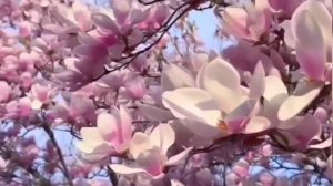 Цены на базаре 8 апреля. ТУРЦИЯ 2026.