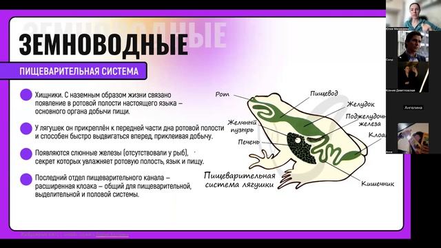 Земноводные строение
