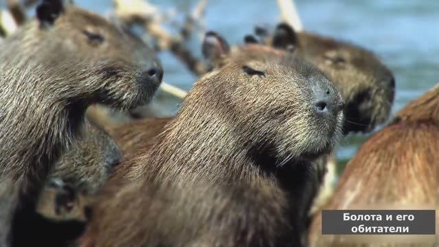 Обитатели болот. Животные