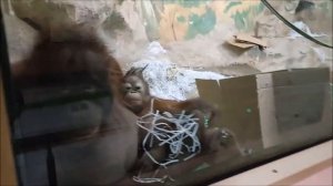 Орангутан Мишель поднесла к стеклу малышку Бушель чтобы я на неё посмотрела 06.04.2026