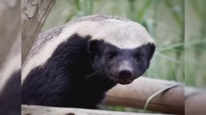 МЕДОЕД — отмороженный брат РОСОМАХИ!