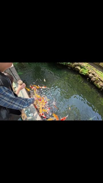 Карпы Кои. Китай.