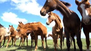 Любите Россию (автор Лукин А.)