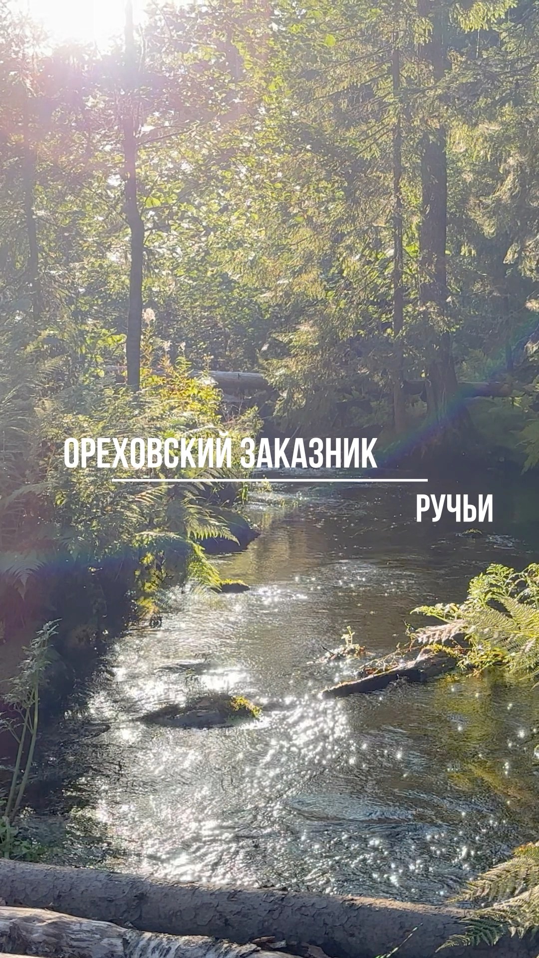 Ореховский заказник. Ручьи