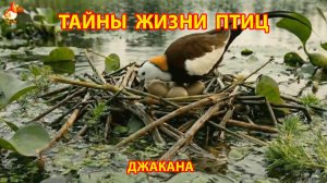 Тайны жизни птиц в природе – Джакана фазанохвостая