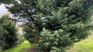 Сочи в апреле. Прогулка под дождём.