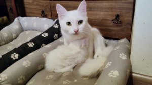 Мама-кошка пришла покормить своего котенка. Котенок Микки ест с аппетитом.