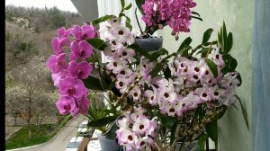 Орхидея дендробиум Nobile. Домашние цветение орхидей.