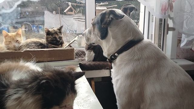 Что ты вынюхиваешь 🐈🐕