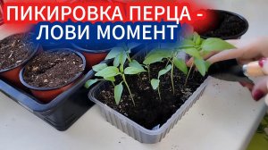 Пикировка перца без стресса: выбираем идеальный момент. Планируем схему грядок для высадки перца