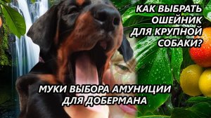 Как выбрать ошейник для собаки породы доберман. Питомник служебной породы собак - Lord Svarog.