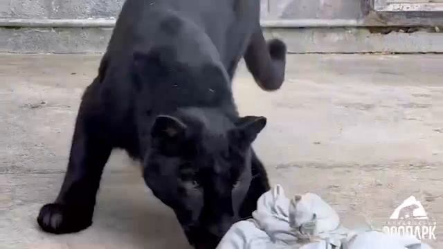 Овечку Ариадну обрили в Челябинском зоопарке — шерсть пошла на игрушку для леопарда