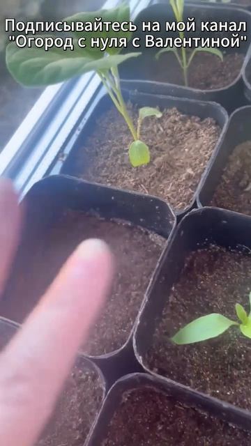 Перцы и баклажаны (Ошибки после пикировки)