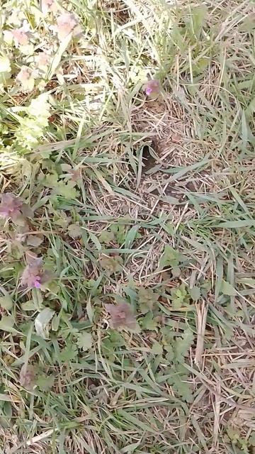 Как просто избавиться от жука стригуна