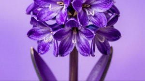 ЦВЕТОК Гиацинт 08-04-2026