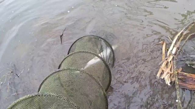 запуск 20 кг. форели