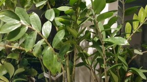 Памяти стёжки...