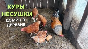 Жизнь в деревне Кормлю кур с рук вкусняшками а они в благодарность несут яйца на Пасху
