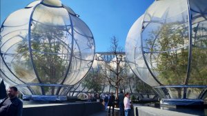 Жакандра в парке Галицкого - я дома тоже такую из семечка выращиваю.