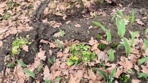 Дачная жизнь с секретами.