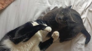 Эпическая битва кота и кошки.