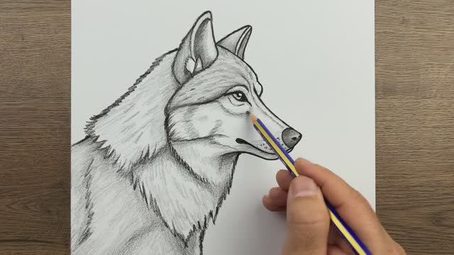 Как нарисовать волка — пошаговое простое рисование волка карандашом