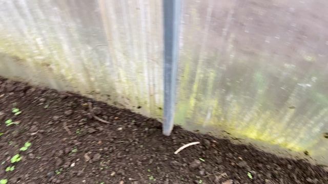 Зелень в парнике в апреле 2026