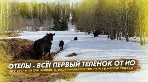 Отелы 2026 все. Первый теленок от ИО. Кетоз у мясной коровы