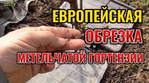 ЕВРОПЕЙСКАЯ обрезка метельчатой гортензии весной на примере сорта ИНФИНИТИ