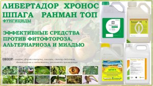 Либертадор, Хронос, Шпага, Ранман – эффективные средства от фитофтороза, альтернариоза и милдью