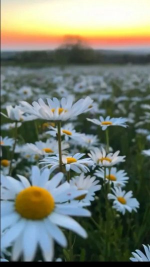 Сапегина Софья - ромашки песня