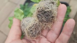 #3_26 Дела дворовые. Высаживаем рассаду помидор и петунию.