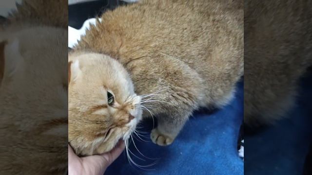 Волгоград. У нас пополнение, и это история со счастливым концом, который еще только пишется 🐾