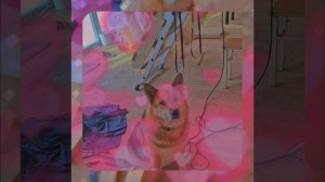 1000055455.mp4 (Собака наблюдает за устройством лестницы на 2-ой этаж в доме А-фрейм)