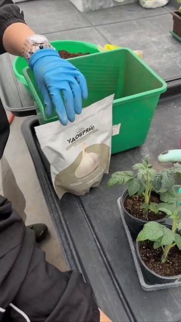 Как выглядит рассада томатов, выращенная без пикировки