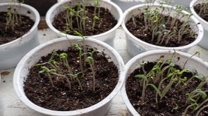 Моя рассада томатов.