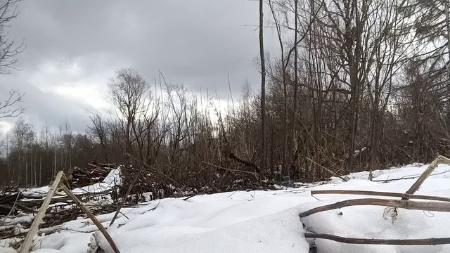 Дом в глуши. Очищаю территорию от кустарника☀️